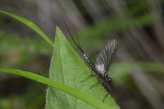 Leptophlebia