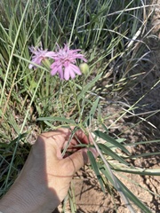 Palafoxia sphacelata