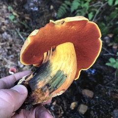 Boletus subvelutipes