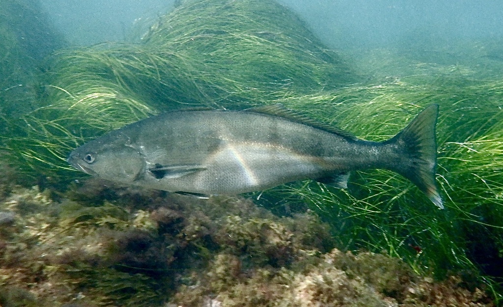 White Seabass