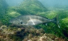 Atractoscion nobilis