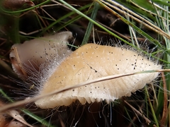 Spinellus fusiger