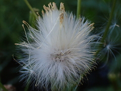 Erechtites hieraciifolius