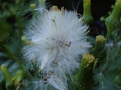 Erechtites hieraciifolius