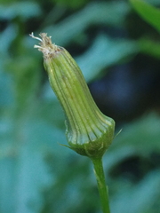 Erechtites hieraciifolius