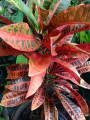 Codiaeum variegatum