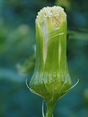 Erechtites hieraciifolius