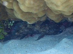 Epinephelus merra