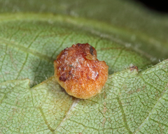 Caryomyia