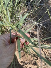 Palafoxia sphacelata