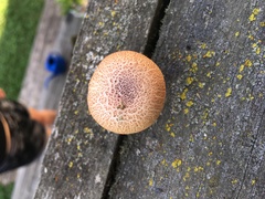 Tricholomopsis decora