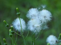 Erechtites hieraciifolius