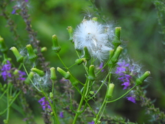 Erechtites hieraciifolius