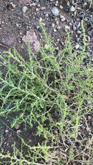 Amaranthus albus