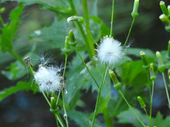 Erechtites hieraciifolius