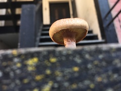 Tricholomopsis decora