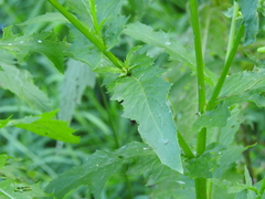 Erechtites hieraciifolius