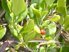 Cyclophyllum coprosmoides