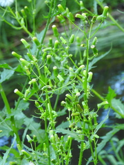 Erechtites hieraciifolius