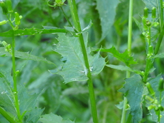 Erechtites hieraciifolius