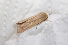 Mythimna