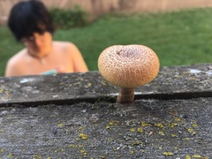 Tricholomopsis decora