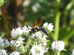Crabroninae
