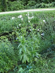 Erechtites hieraciifolius