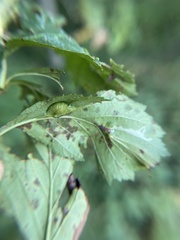 Blaesodiplosis venae