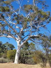 Corymbia aparrerinja