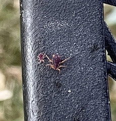 Aphidomorpha