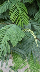 Leucaena leucocephala