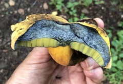 Boletus subvelutipes
