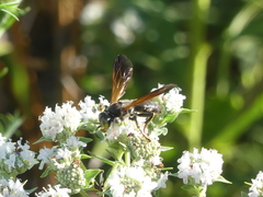Crabroninae