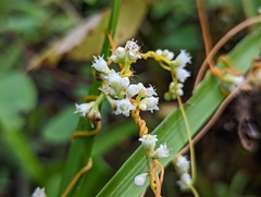 Cuscuta gronovii