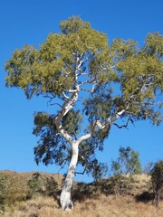 Corymbia aparrerinja