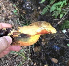 Boletus subvelutipes