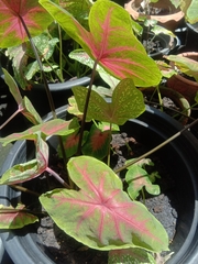 Caladium bicolor