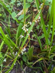 Cuscuta gronovii