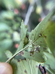 Blaesodiplosis venae