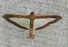 Diaphania plumbidorsalis