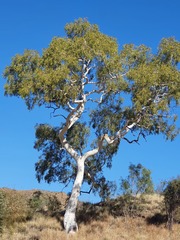 Corymbia aparrerinja