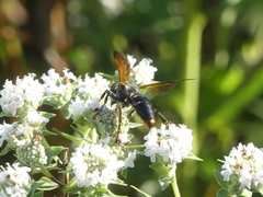 Crabroninae