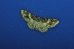Hydrelia condensata