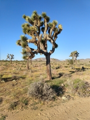 Yucca brevifolia