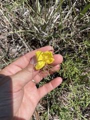 Oenothera serrulata