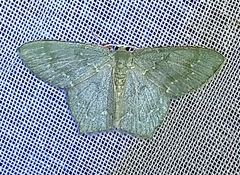 Chloropteryx nordicaria