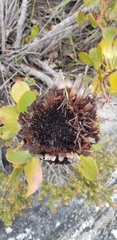 Protea cynaroides
