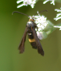 Carmenta pyralidiformis