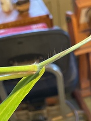 Paspalum pubiflorum